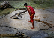 鳄鱼表演-漫游泰国