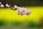 油菜花开了，桃花红了