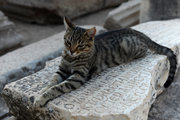 13土耳其-流浪猫的天堂