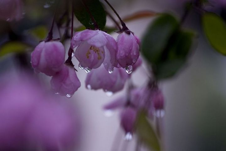 雨中垂絲海棠