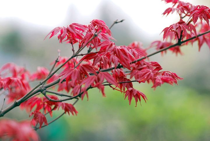 春日紅葉