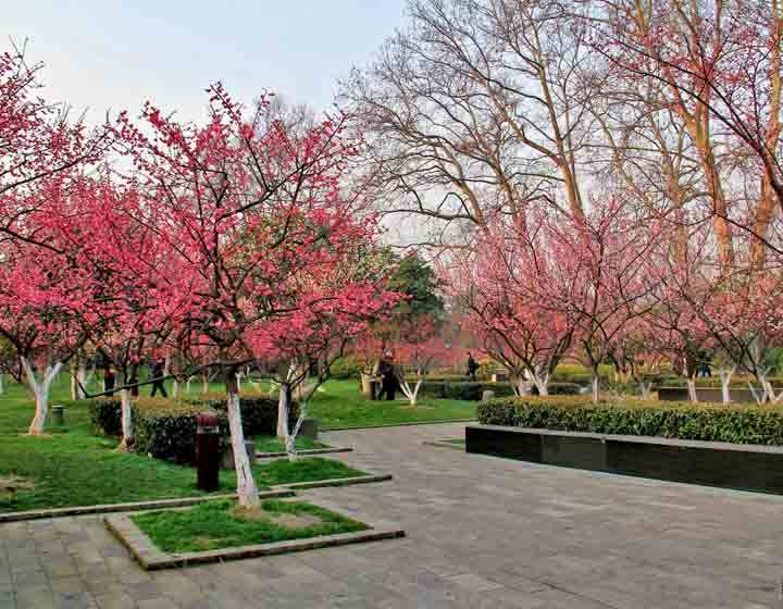 【紅梅春曉攝影圖片】常州 紅梅公園生態攝影_叢中笑_太平洋電腦網