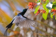 ̫ Beautiful Sunbird