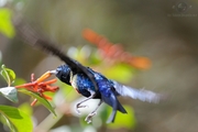 ̫ Beautiful Sunbird