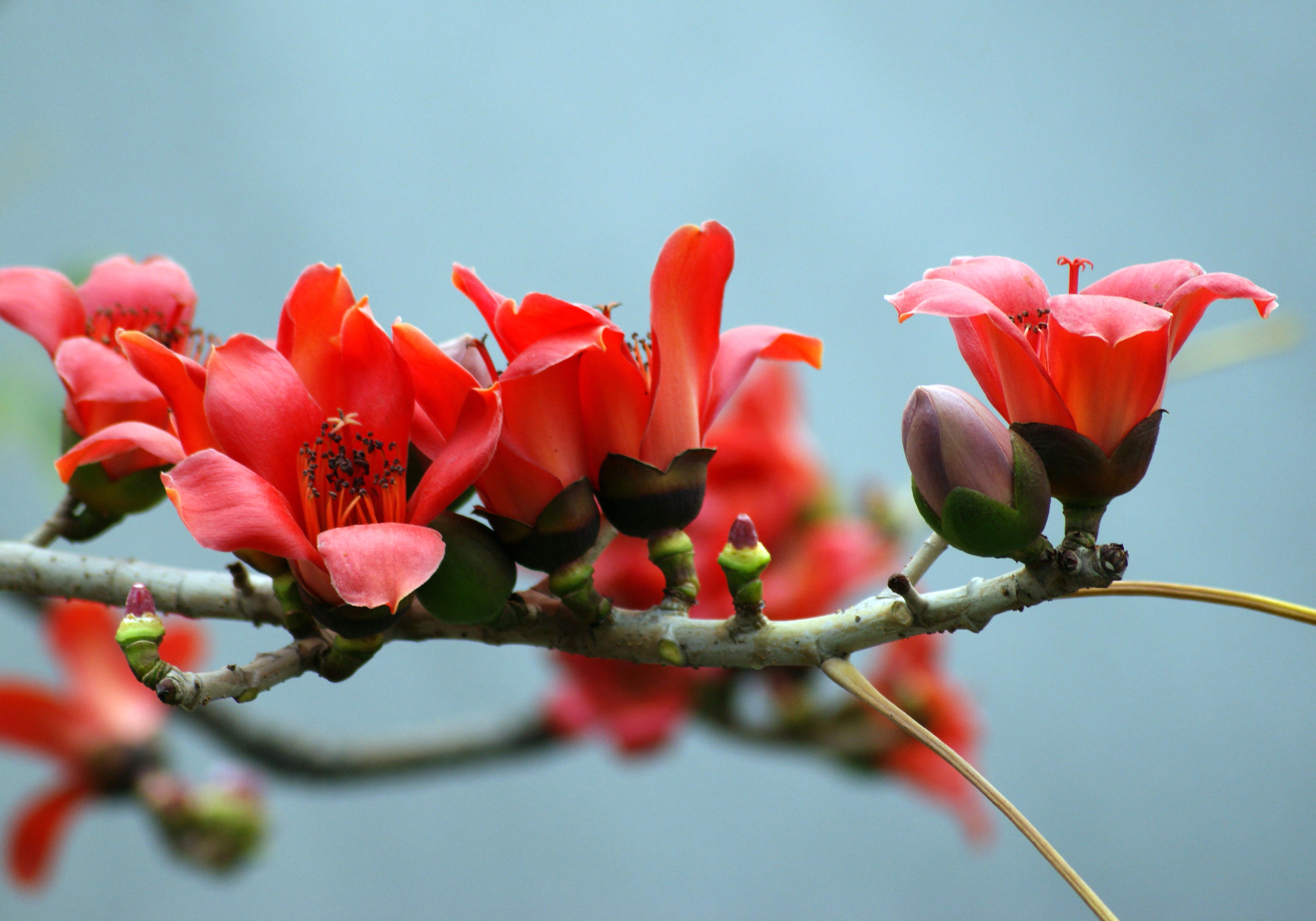 木棉花