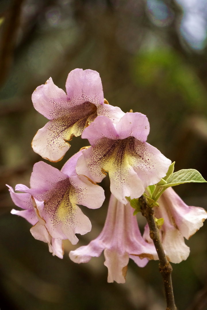 梧桐树花缀沙林