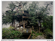 雨林树屋