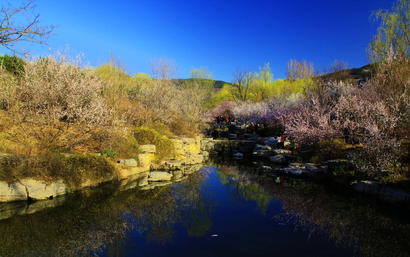 > 清明——北京植物園