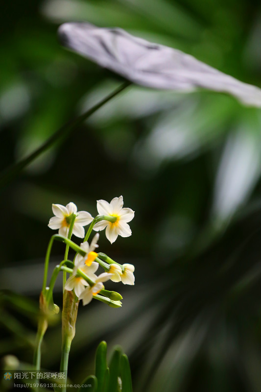 雨打芭蕉落閒庭天