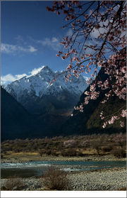 西藏 . 桃花盛开的地方