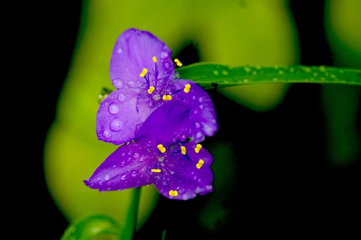 百花盛开紫幽兰图片