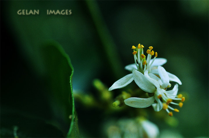 Ƥ