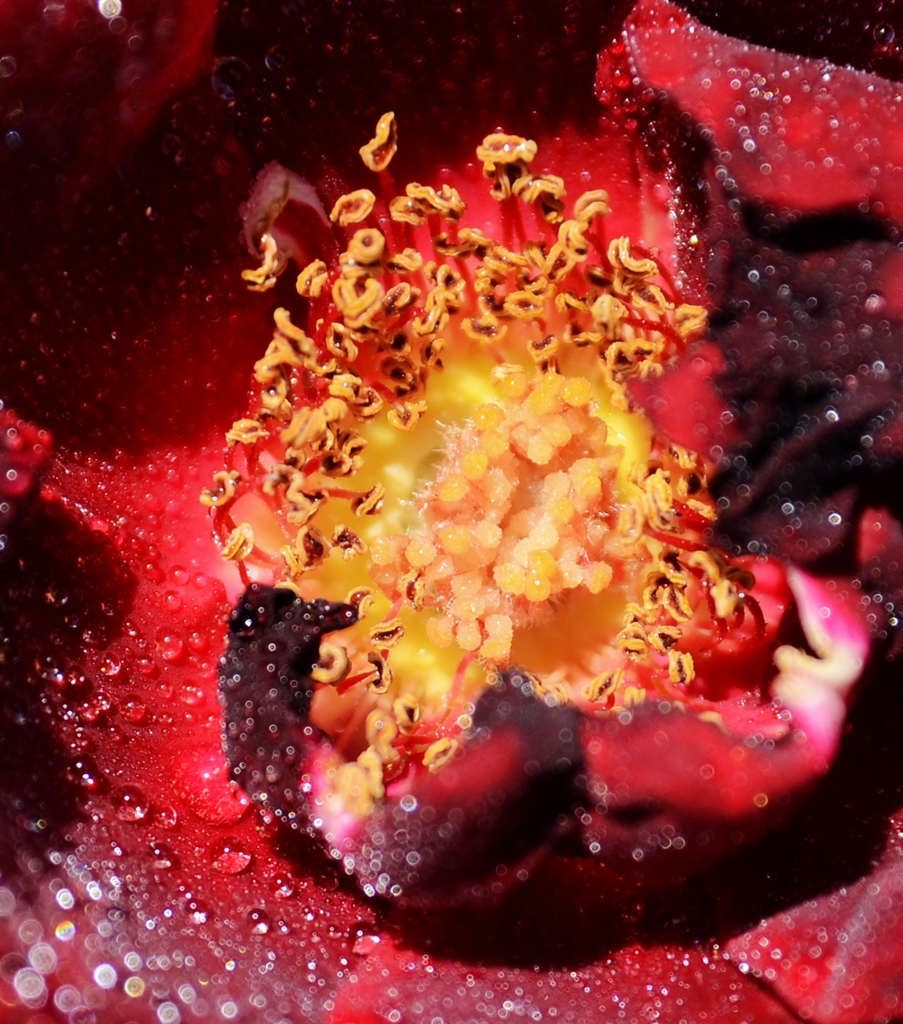 玫瑰花雌蕊的图片图片