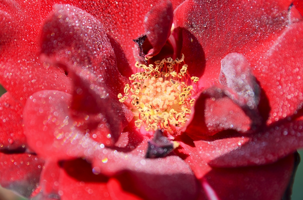 玫瑰花的花蕊像什么图片