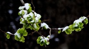 四月飞雪挂榆钱