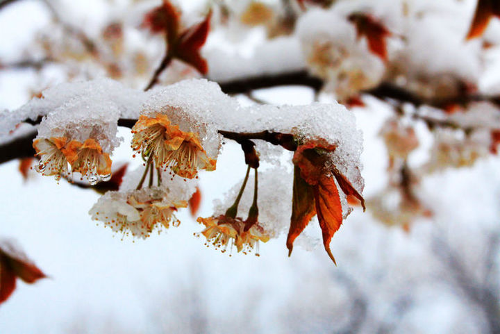 阳春四月赏雪图之樱桃花篇(共p)