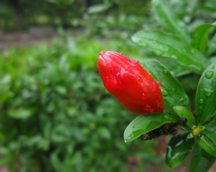 石榴花怎麼養