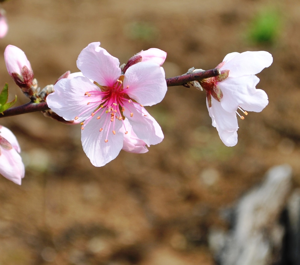 桃花(青岛公园水蜜桃)