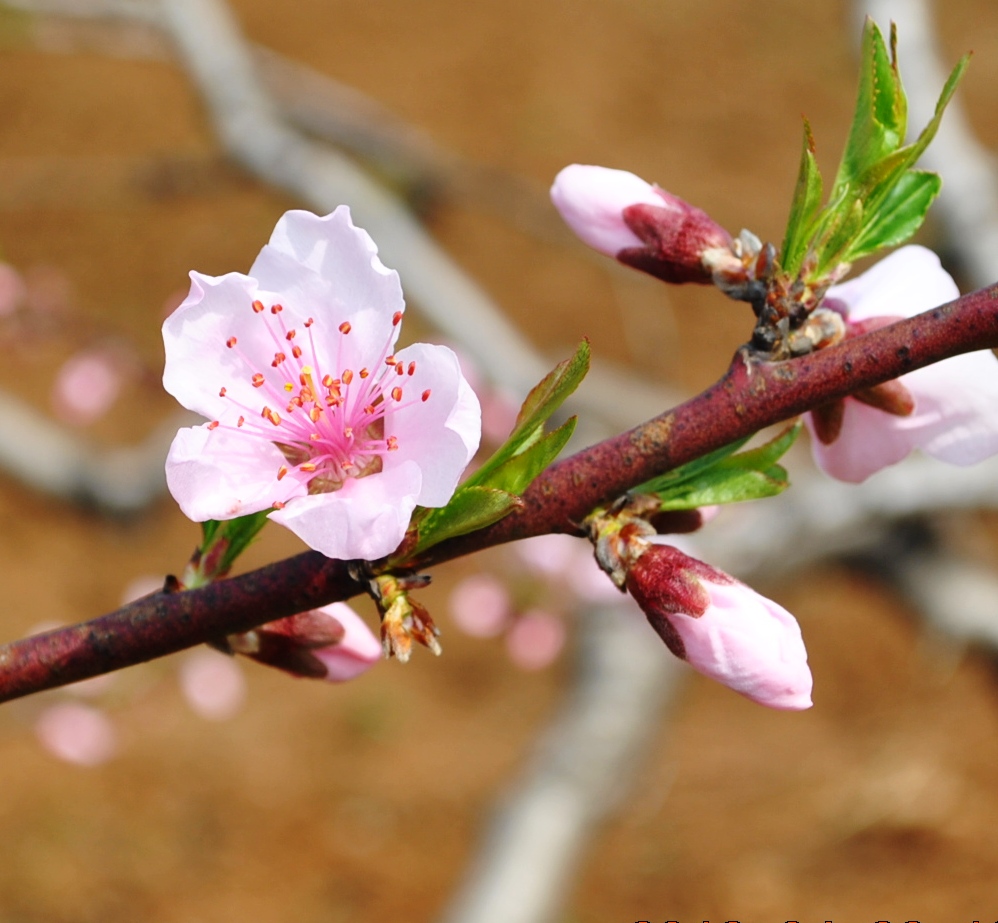 桃花(青岛公园水蜜桃)