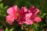 山花烂漫杜鹃花