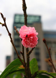 教学楼旁的樱花