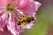 蜂与花——2013第一组手持微距