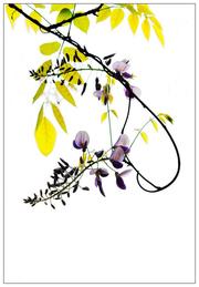 紫 藤 花