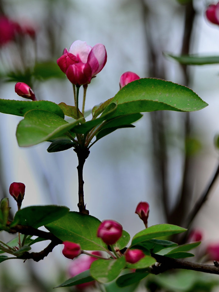 海棠花简介(海棠花简介50字)