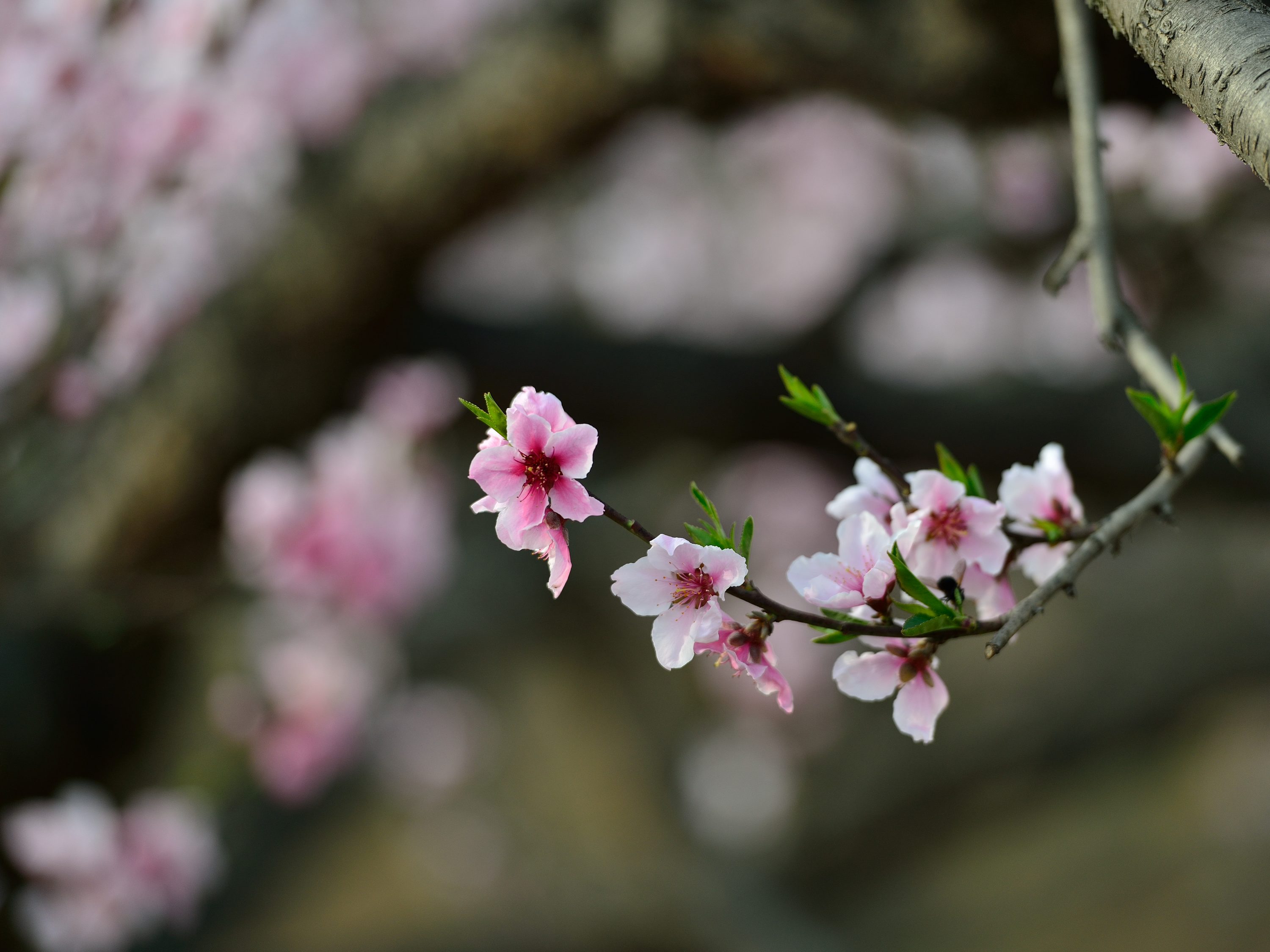 桃花图片大全大图真实图片