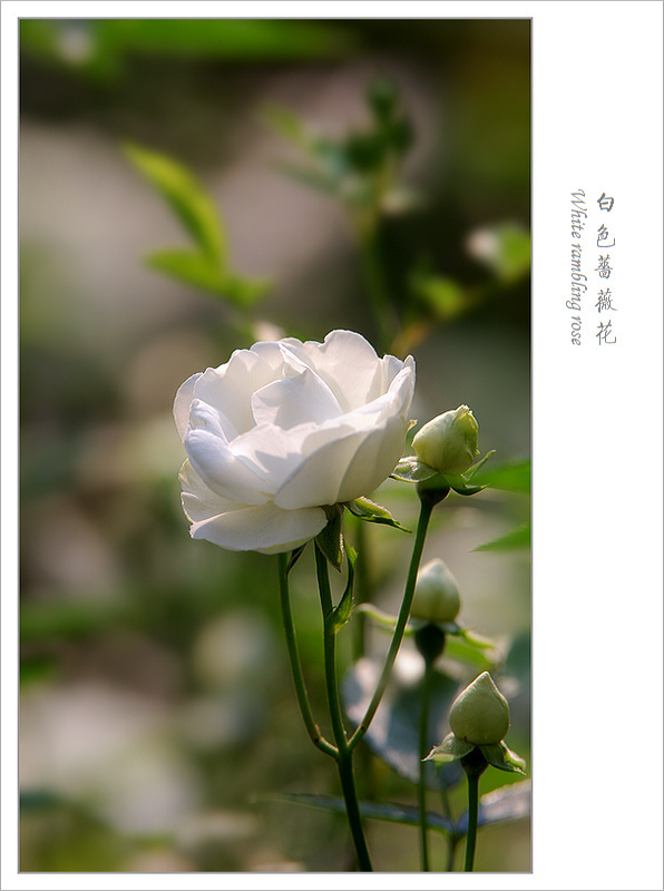 蔷薇花图片大全 白色图片