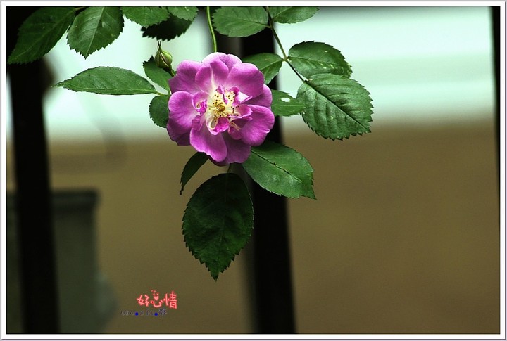 ҰǾޱ 2013.4.29 