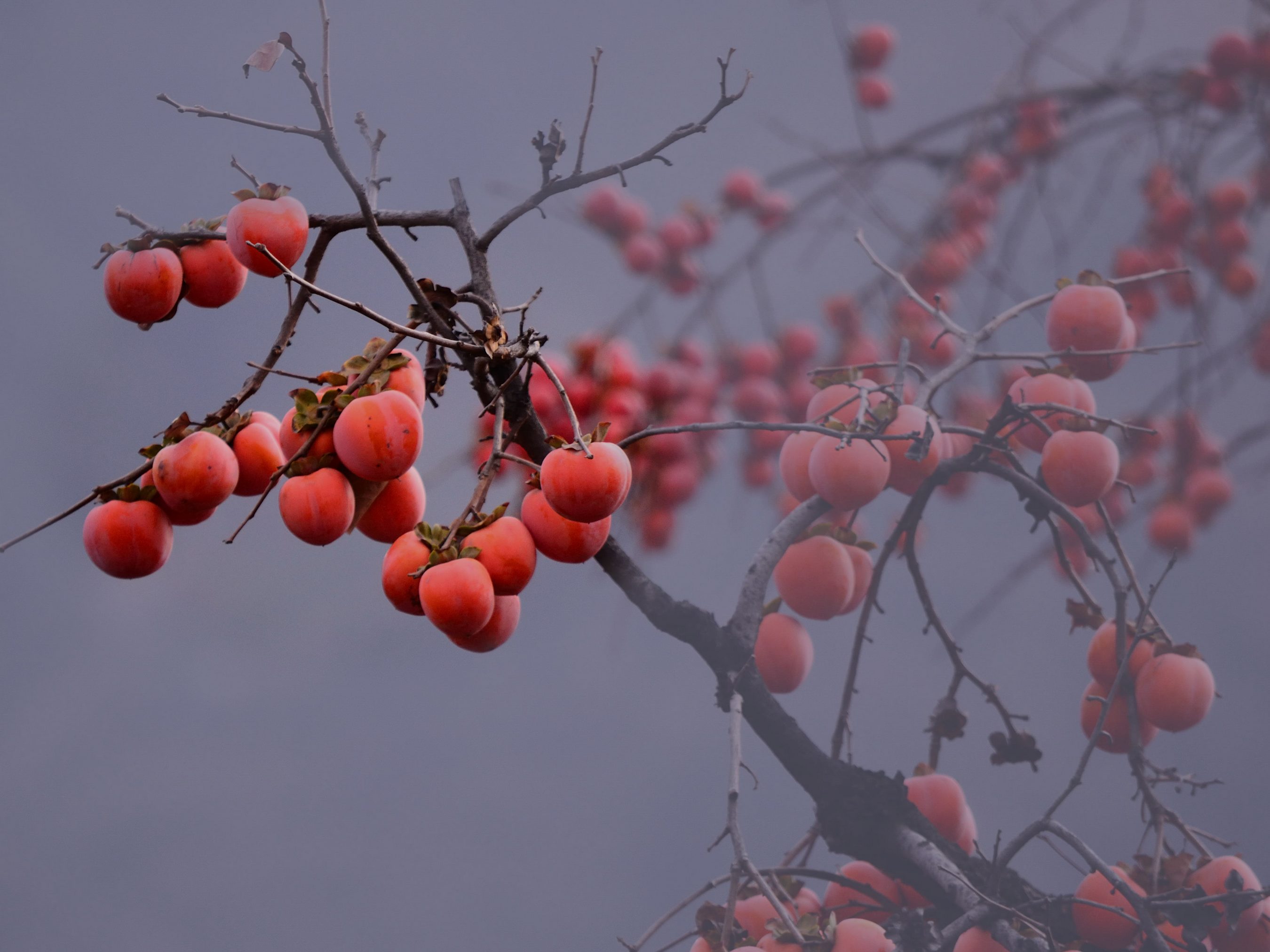 【去年冬天的柿子树摄影图片】长安县纪实摄影