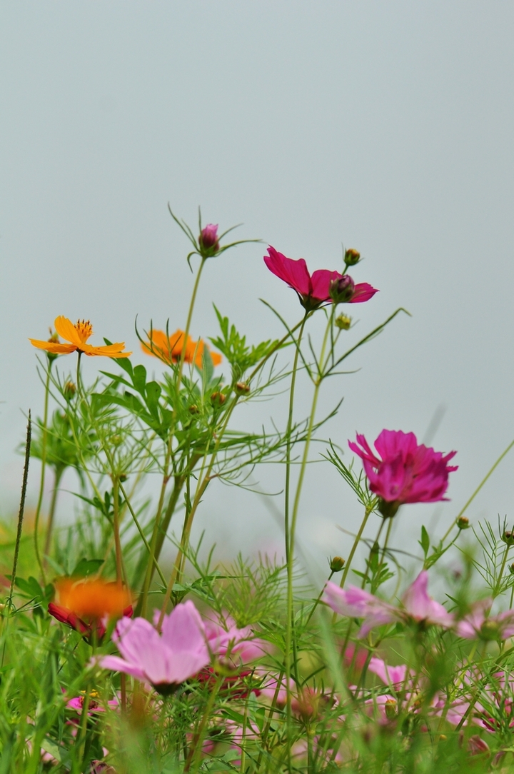 格桑花