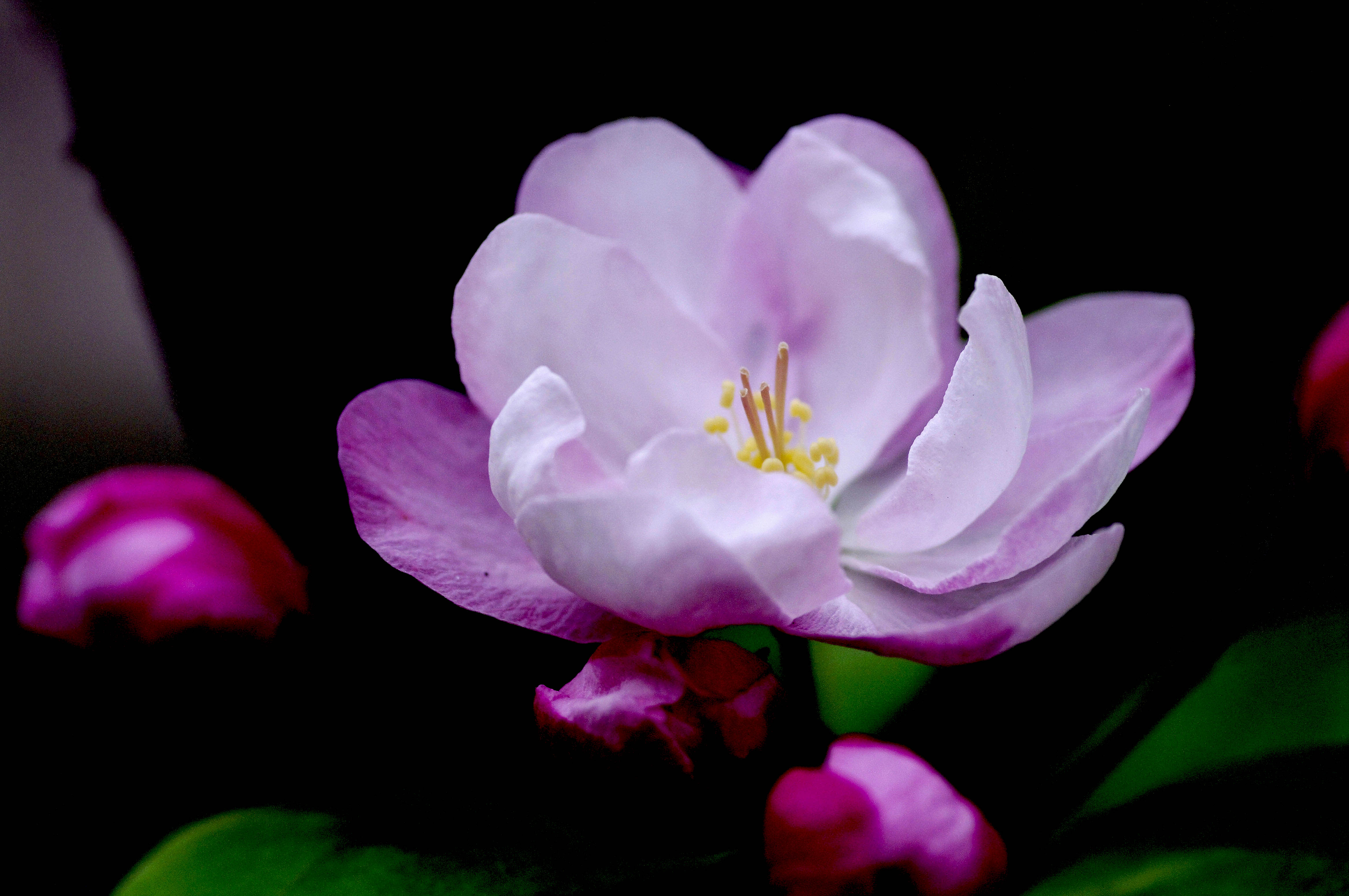 紫海棠图片欣赏图片