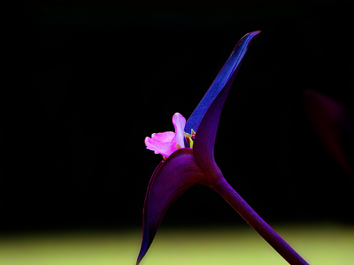 ·ߵҰҪ