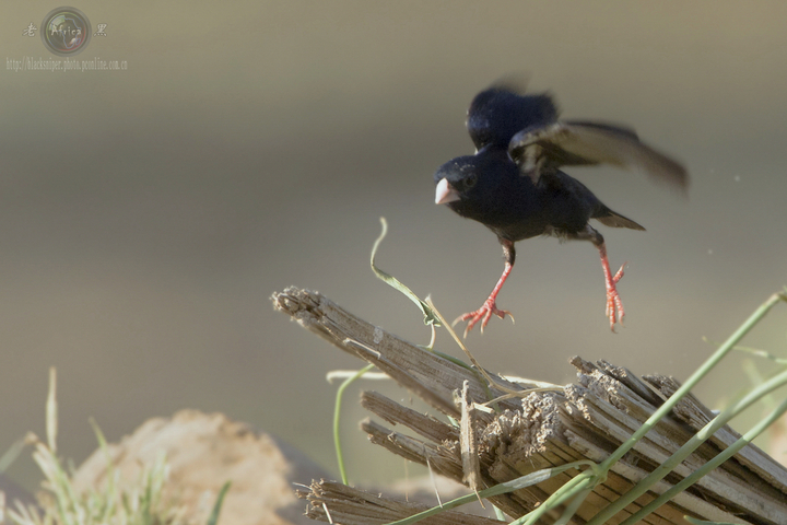 ȸ Village Indigo-bird