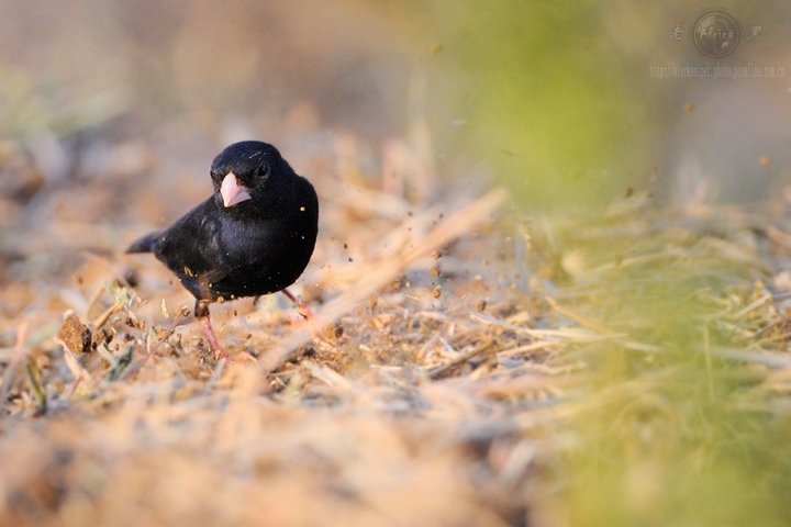 ȸ Village Indigo-bird