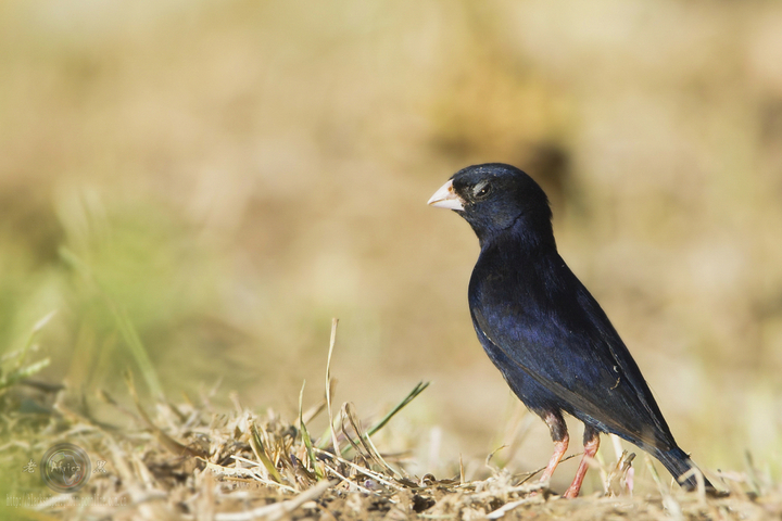 ȸ Village Indigo-bird