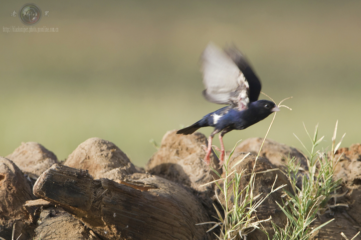 ȸ Village Indigo-bird