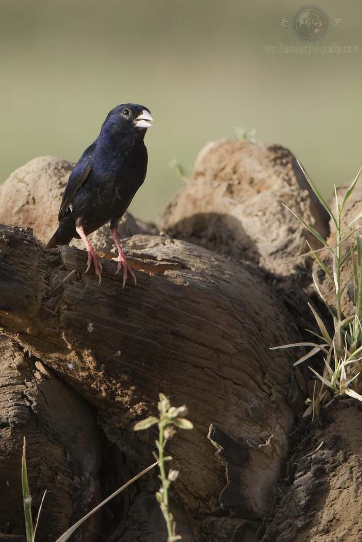 ȸ Village Indigo-bird