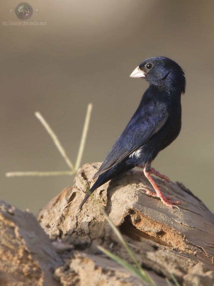 ȸ Village Indigo-bird