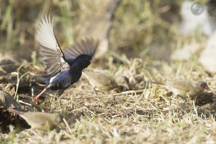 ȸ Village Indigo-bird