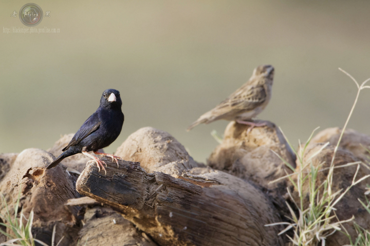 ȸ Village Indigo-bird