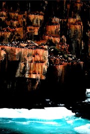 北极的鸟岩