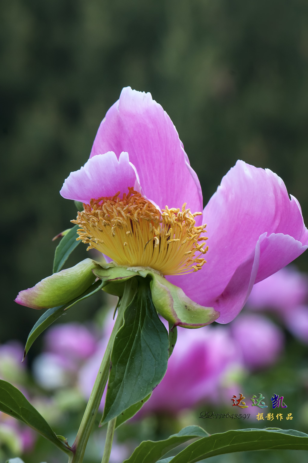 【殿春之芍藥花攝影圖片】青島市城陽區世紀公園生態