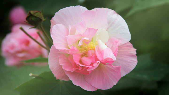 【芙蓉花开摄影图片】六盘水生态摄影