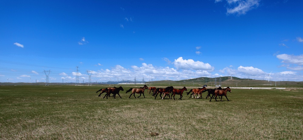 蓝天白云下面马儿跑.