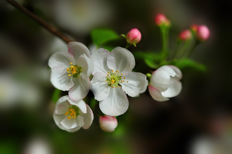 亮丽苹果花