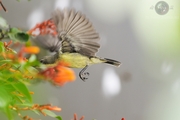 美丽太阳鸟(雌) Beautiful Sunbird(female)