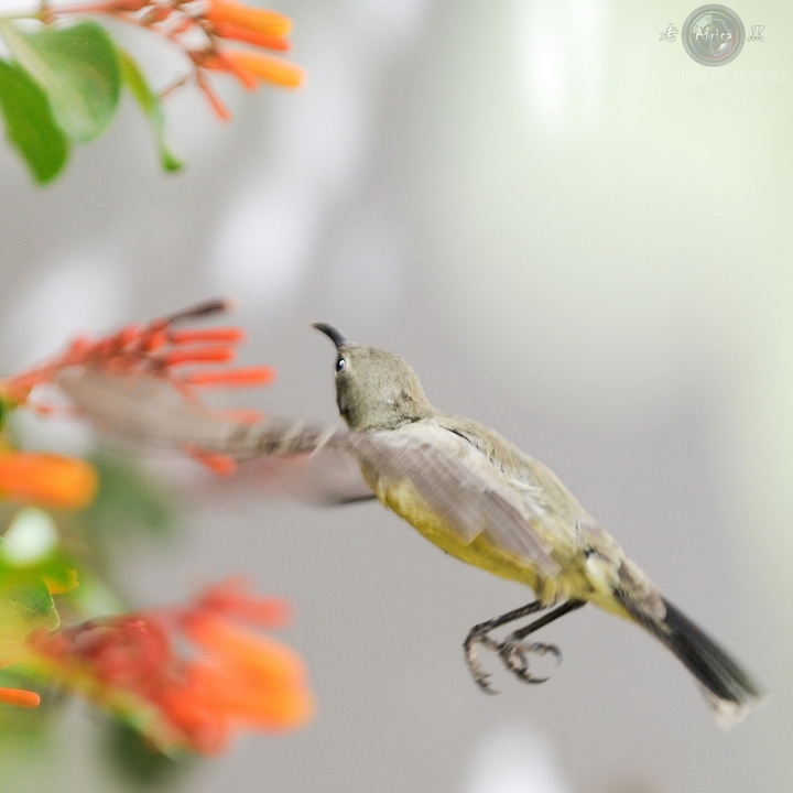 ̫() Beautiful Sunbird(female)